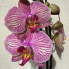 Phalaenopsis Orchid | Bellini