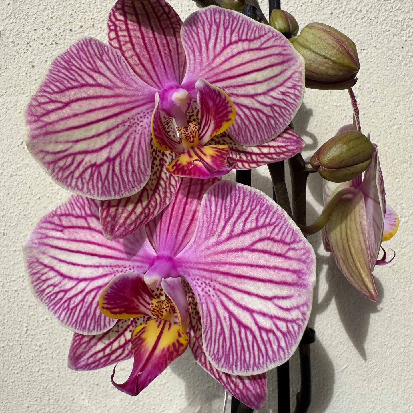 Phalaenopsis Orchid | Bellini