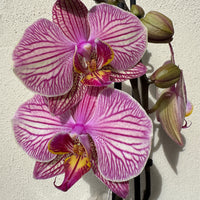 Phalaenopsis Orchid | Bellini