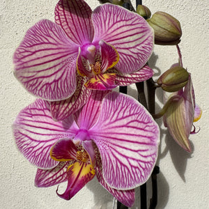 Phalaenopsis Orchid | Bellini - Indoor Plant