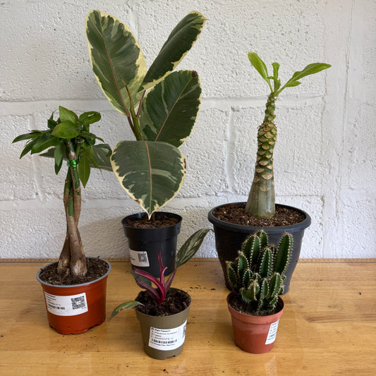 Rescue Me! Box P | Perfect Plants for Under £50