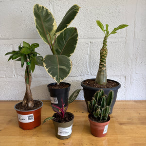Rescue Me! Box P - Indoor Plant