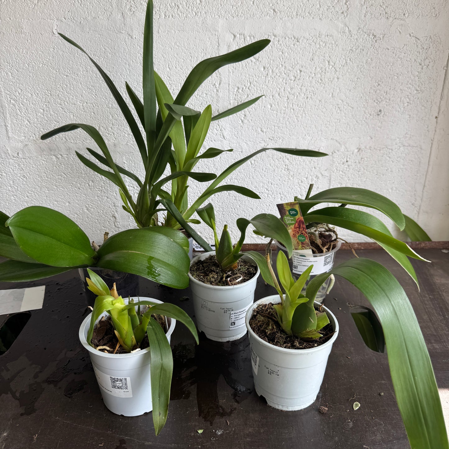 Speciality Orchid Rescue Me! Box 36