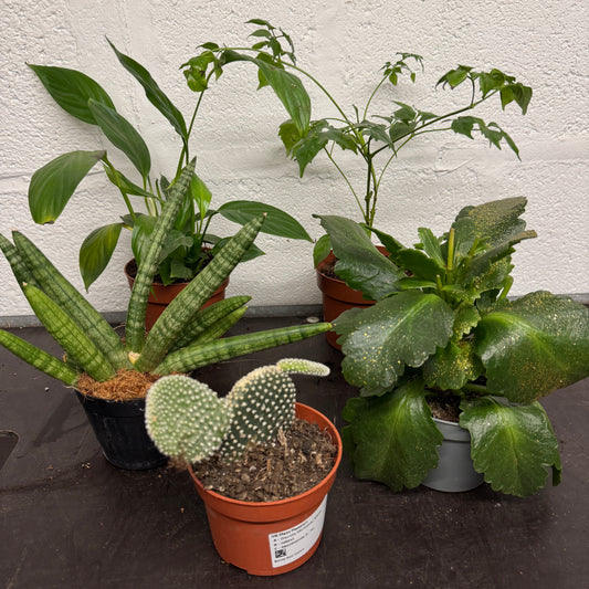 Rescue Me! Box C | Indoor Plants On Sale