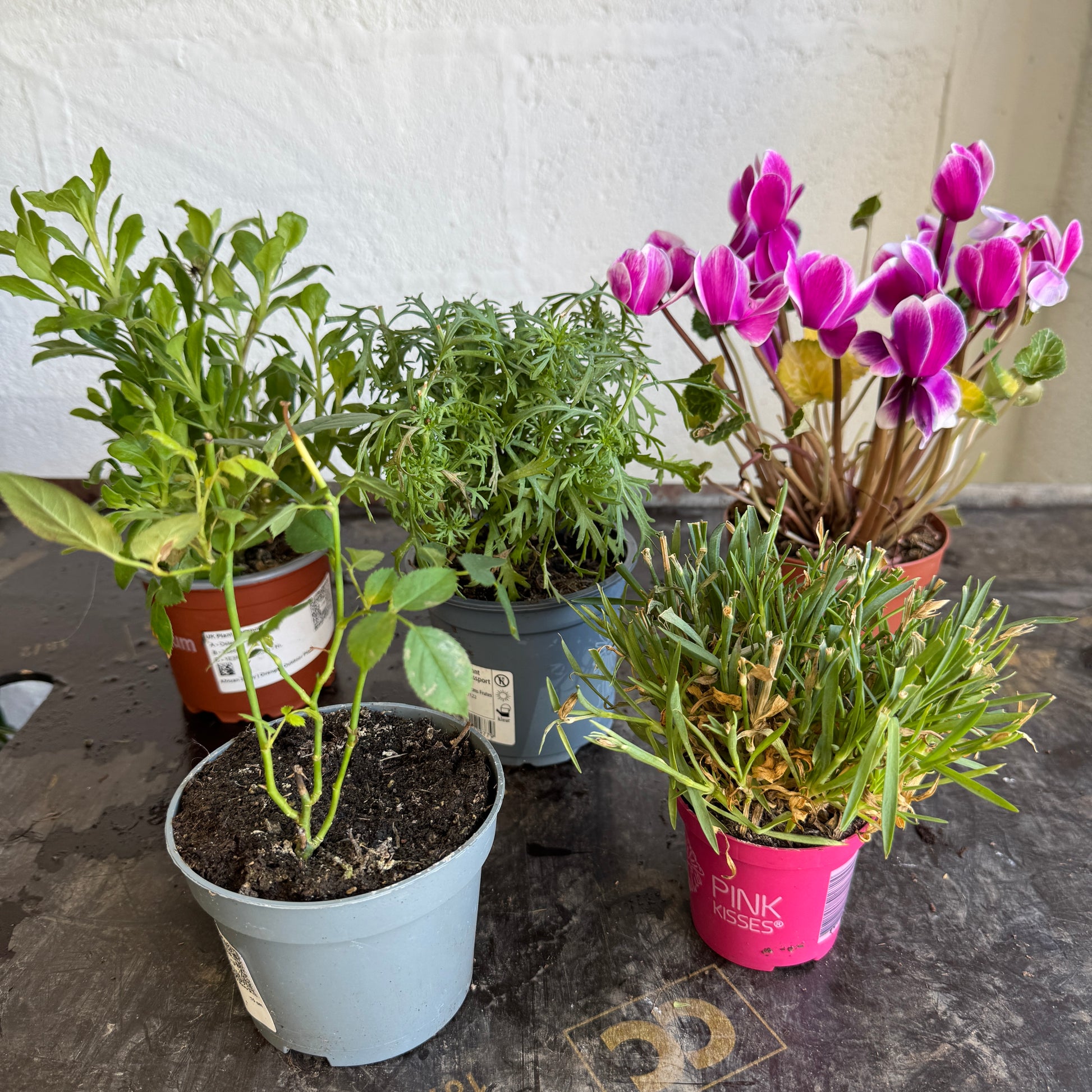Garden Rescue Me! Box 9