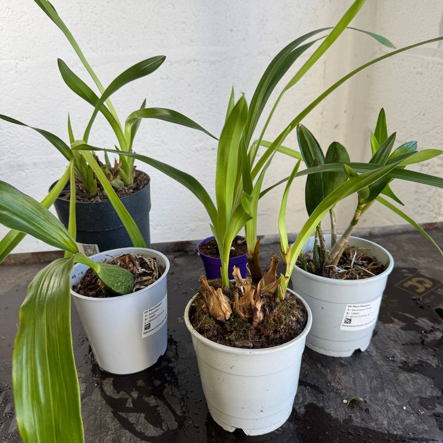 Speciality Orchid Rescue Me | Box U