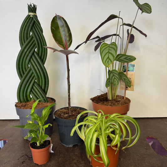 Rescue Me! Box F | Clearance Plants