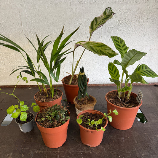 Rescue Me! Box 37 | Clearance Plants