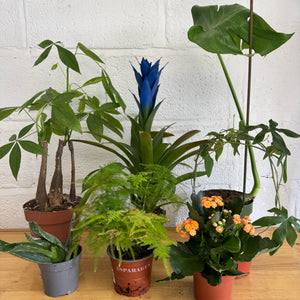 Rescue Me! Box K - Indoor Plant