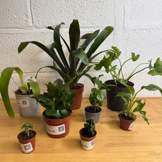 Rescue Me! Box J | Indoor Plants On Sale