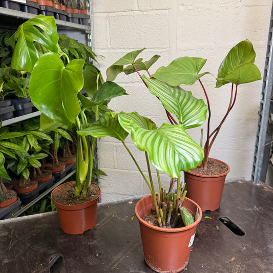 Rescue Me! Box F | Perfect Plants for Under £50