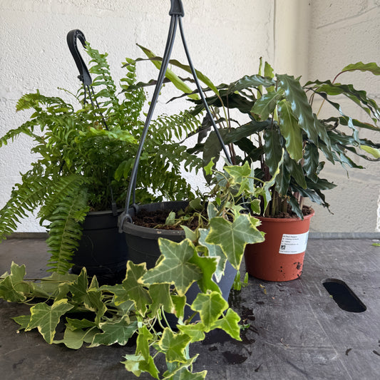 Rescue Me! Box L | Perfect Plants for Under £50