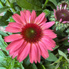 Echinacea | Sunmagic Vintage Watermelon | Outdoor Plant