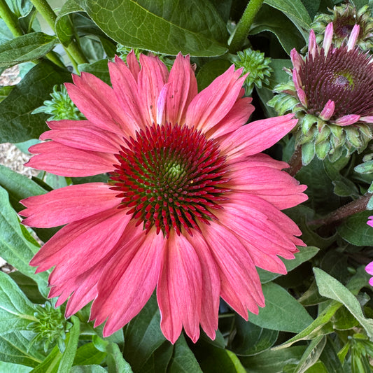 Echinacea | Sunmagic Vintage Watermelon | Outdoor Plant | Outdoor Plants