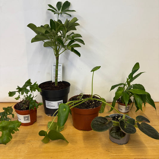 Rescue Me! Box O | Indoor Plants