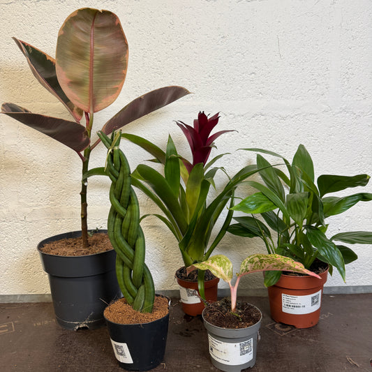 Rescue Me! Box 13 | Indoor Plants On Sale