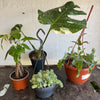 Rescue Me! Box 19