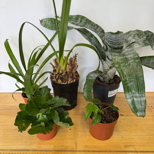 Rescue Me! Box O | Clearance Plants
