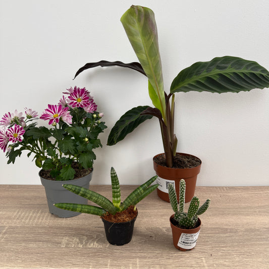 Rescue Me! Box K | Perfect Plants for Under £50