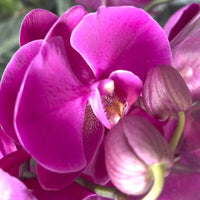 Phalaenopsis Orchid | Midnight Rambler