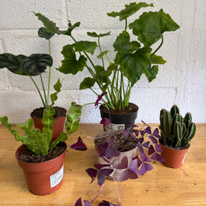 Rescue Me! Box L - Indoor Plant