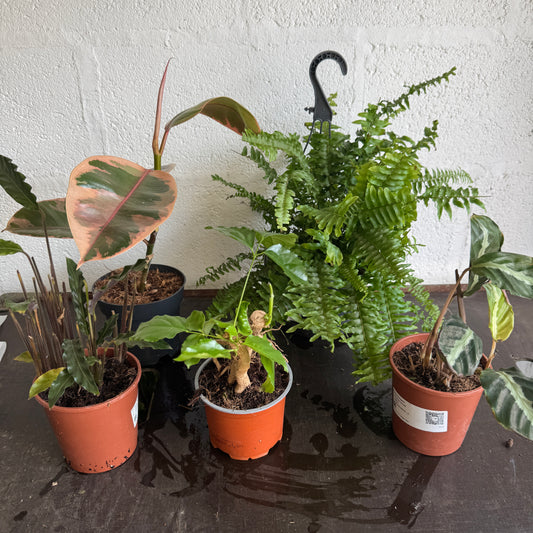 Rescue Me! Box 5 | Clearance Plants
