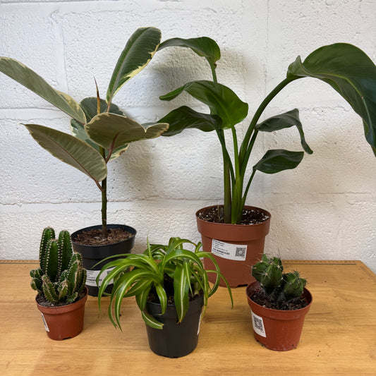 Rescue Me! Box 1 | Indoor Plants