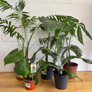 Rescue Me! Box J - Indoor Plant
