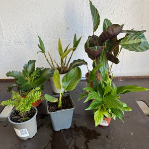 Rescue Me! Box 32 - Indoor Plant