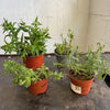 Garden Rescue Me! Box 7