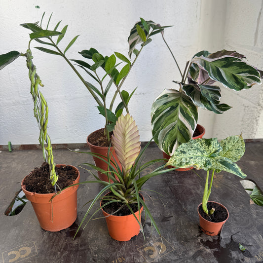 Rescue Me! Box L | Clearance Plants