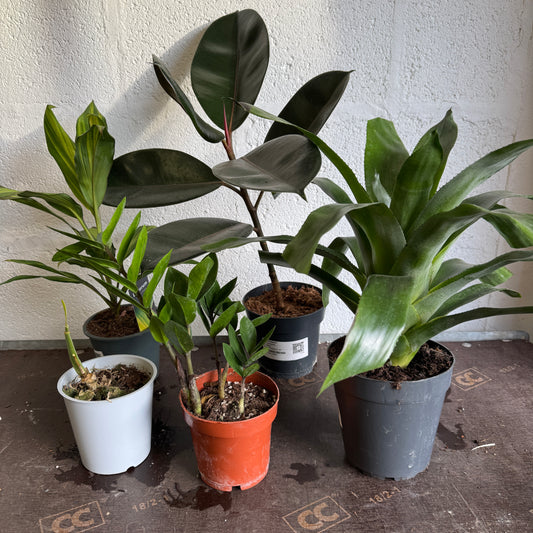 Rescue Me! Box 9 | Perfect Plants for Under £50