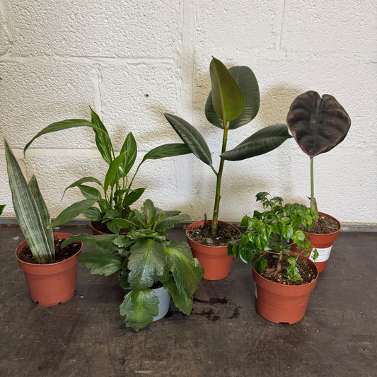 Rescue Me! Box J | Perfect Plants for Under £50