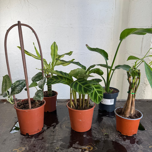 Rescue Me! Box S | Clearance Plants