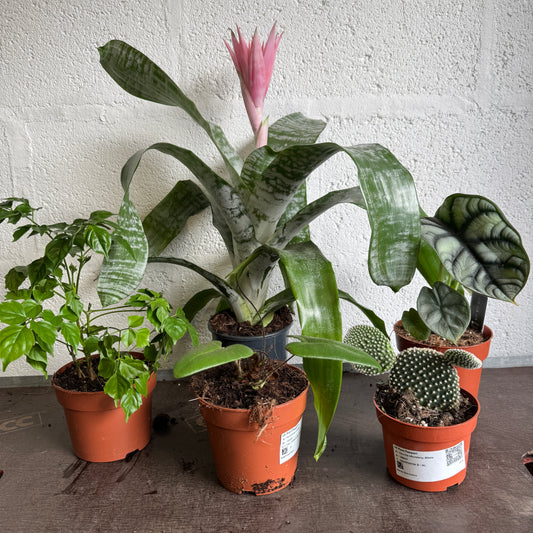 Rescue Me! Box 8 | Indoor Plants On Sale