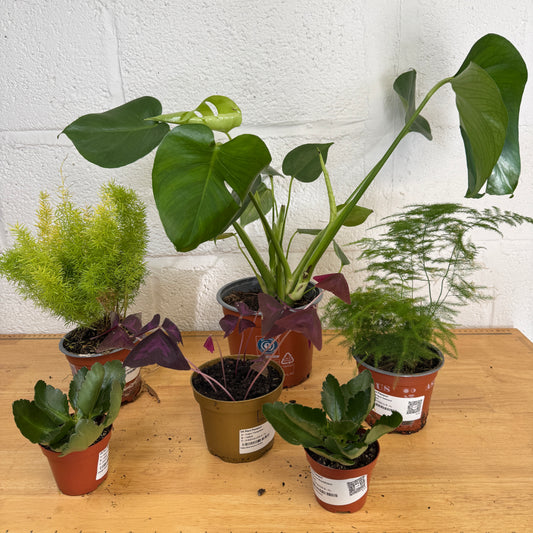 Rescue Me! Box 8 | Indoor Plants