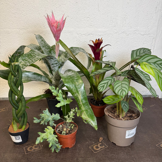 Rescue Me! Box 4 | Indoor Plants On Sale