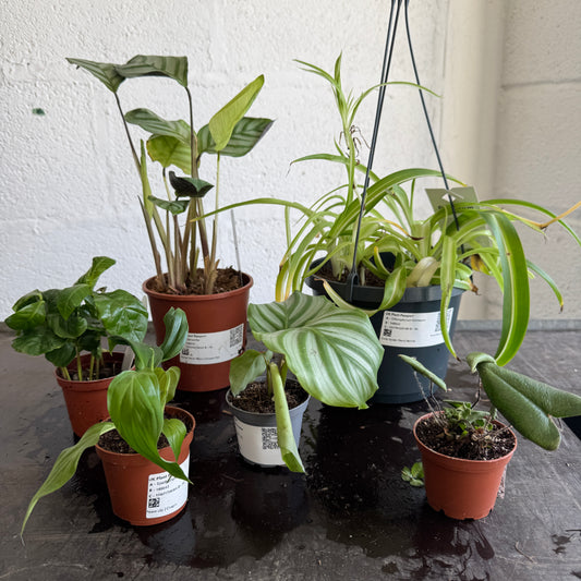 Rescue Me! Box BE | Perfect Plants for Under £50