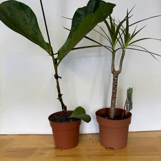 Rescue Me! Tall Pair 4 | Perfect Plants for Under £50