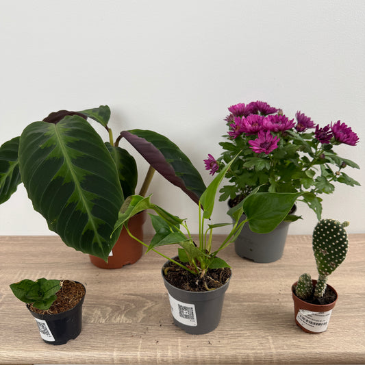Rescue Me! Box A | Perfect Plants for Under £50
