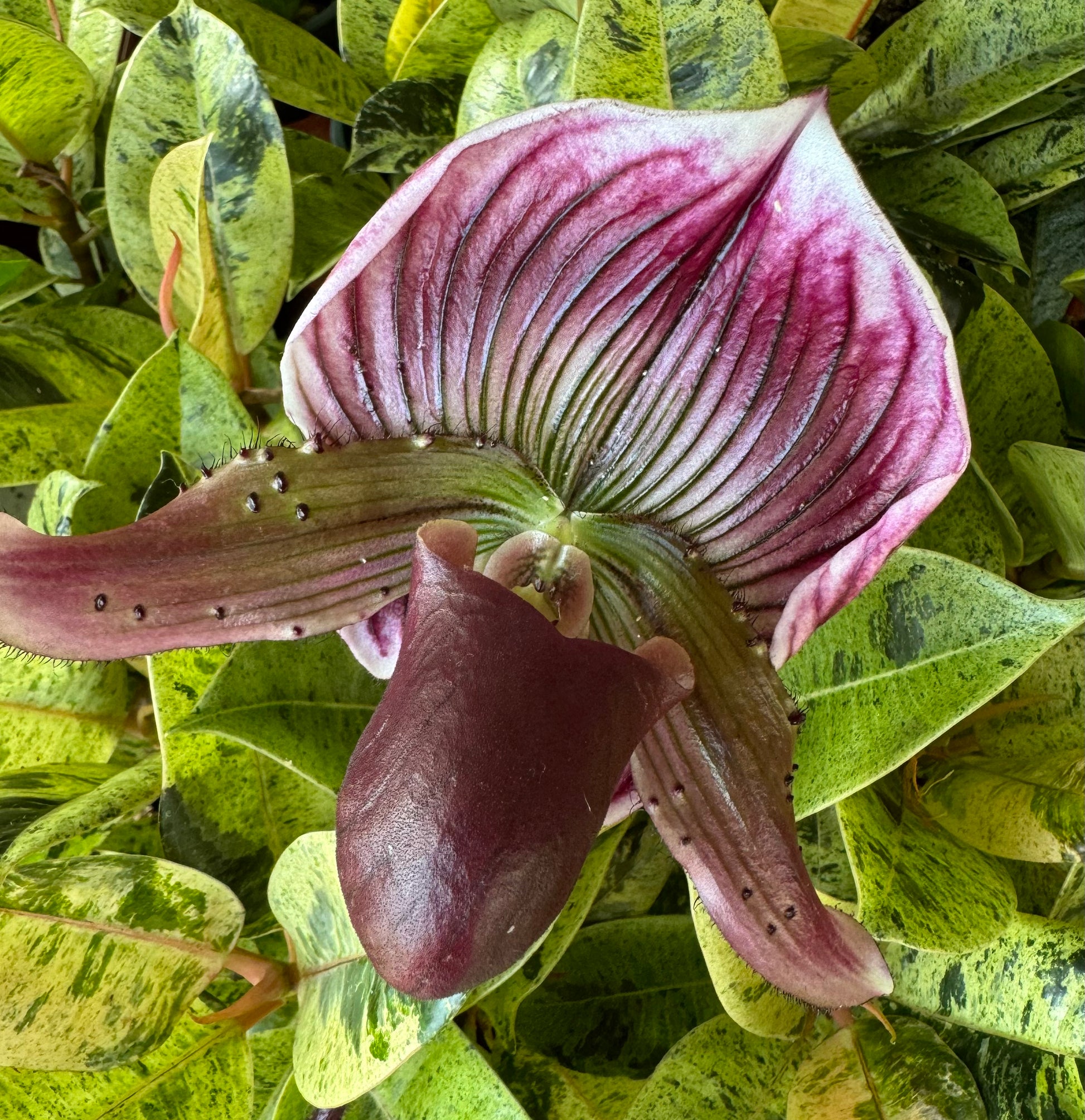 Venus Slipper Orchid Milano