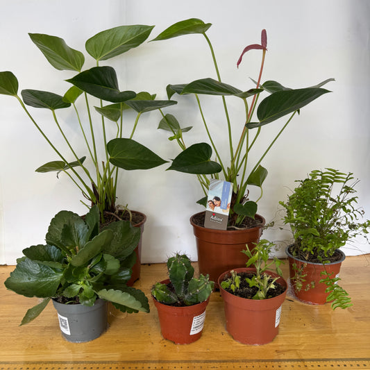 Rescue Me! Box 33 | Perfect Plants for Under £50