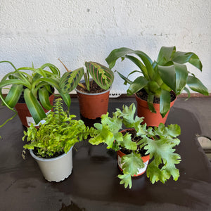 Rescue Me! Box 14 - Indoor Plant