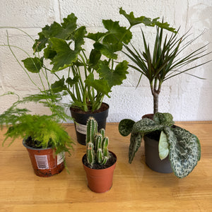 Rescue Me! Box R - Indoor Plant