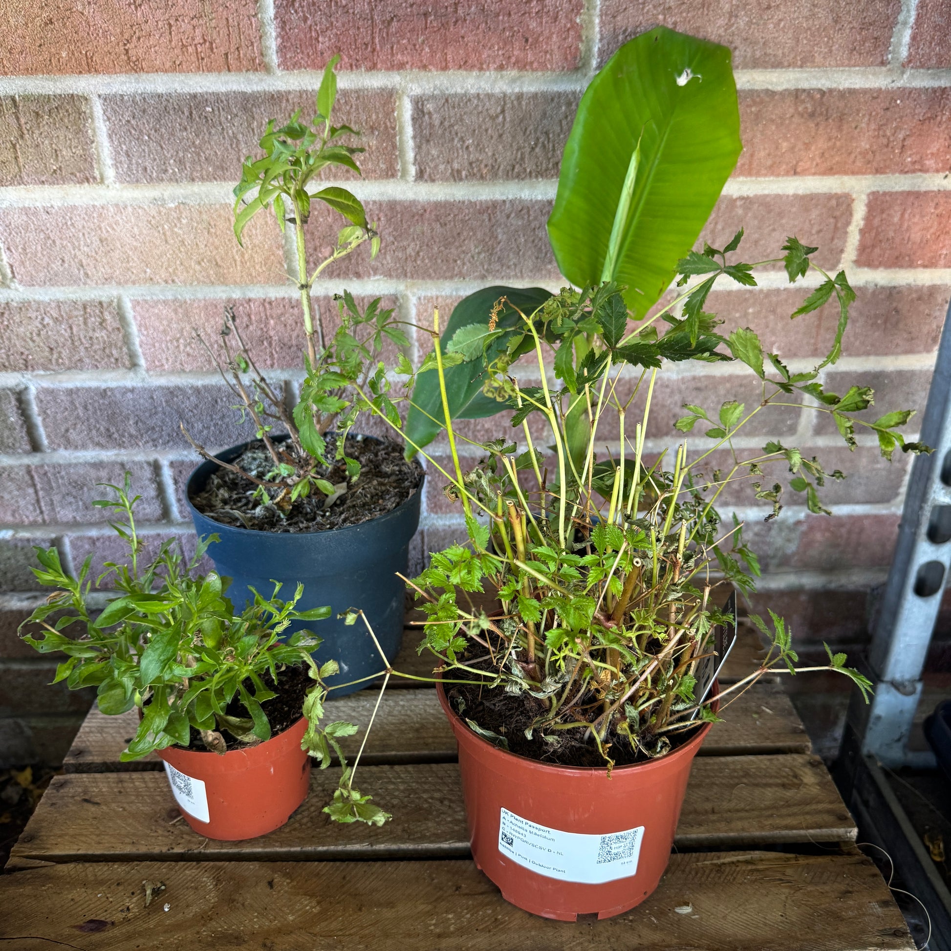 Garden Rescue Me! Box 13