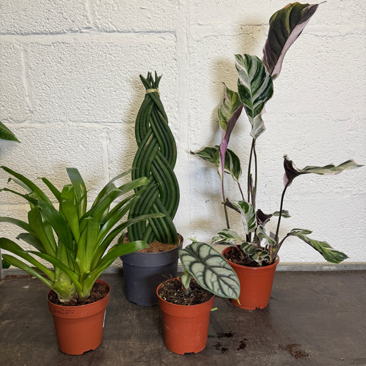 Rescue Me! Box E | Perfect Plants for Under £50