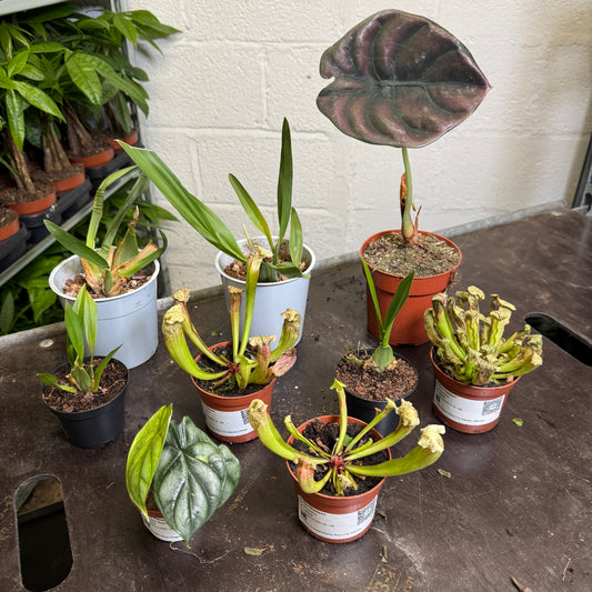 Speciality Rescue Me! Box 10 | Perfect Plants for Under £50