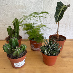 Rescue Me! Box Y - Indoor Plant