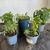 Garden Rescue Me! Box 7
