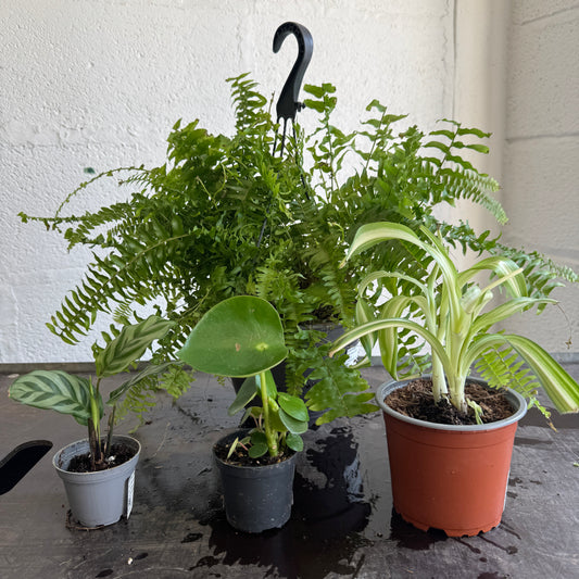 Rescue Me! Box B | Perfect Plants for Under £50